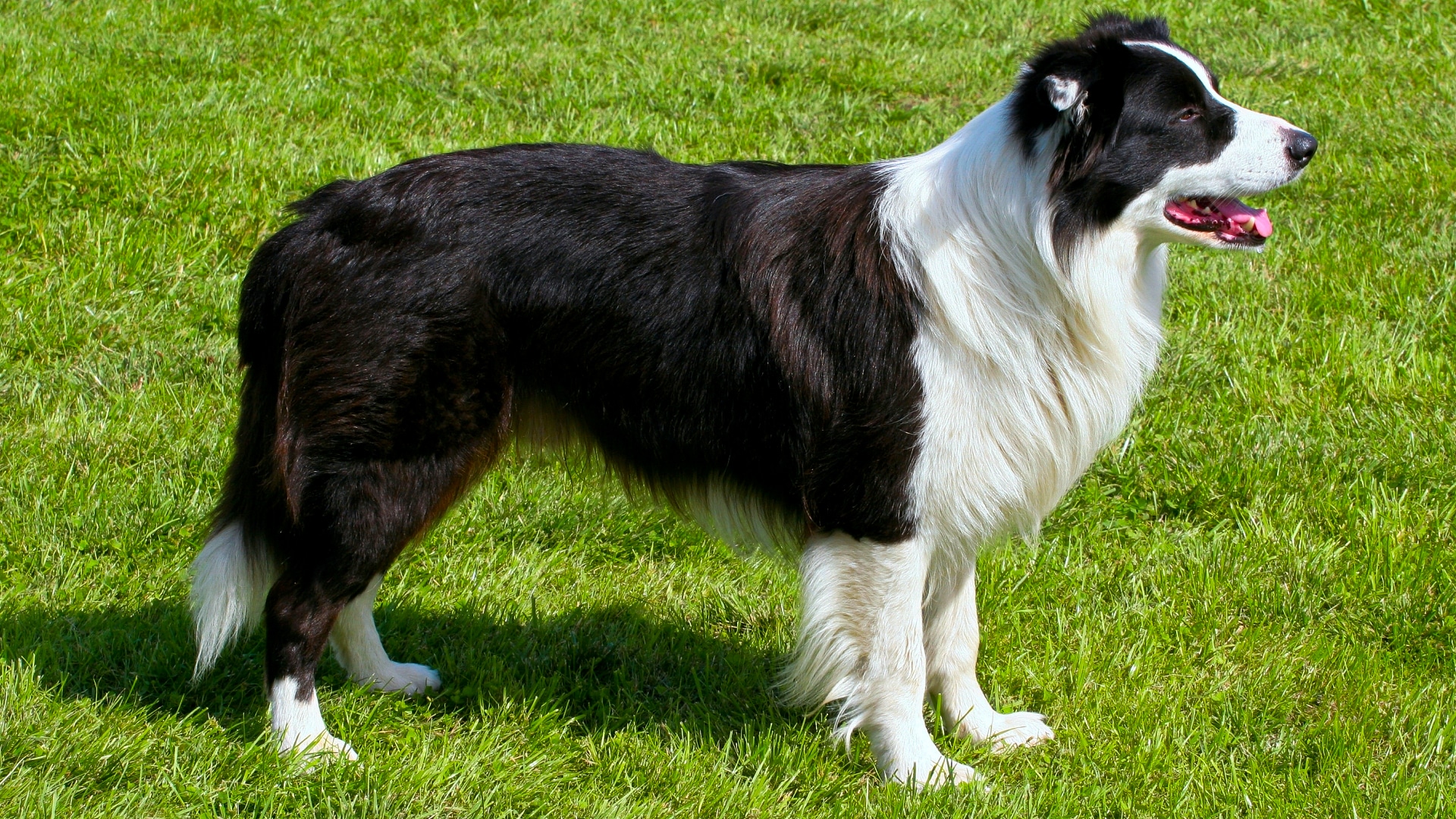 what is the ideal weight for a female border collie