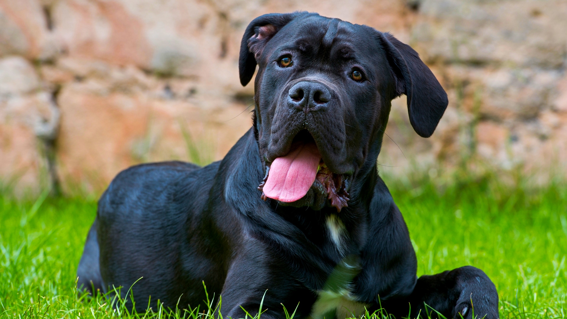 Cane Corso dog breed information with pictures