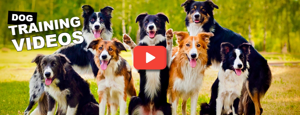 So You Think You Want a Border Collie. – McCann Professional Dog Trainers