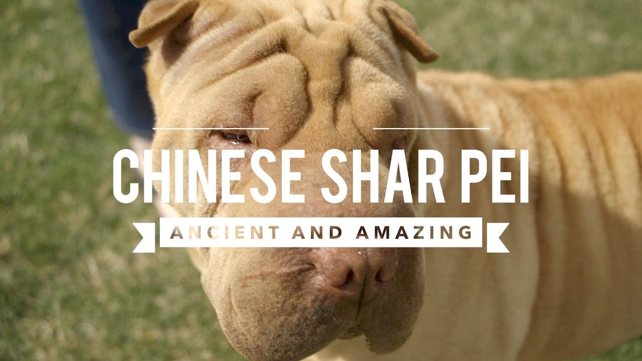 are chinese shar pei dogs easier to housebreak